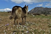 68 Tra fioriture di crocus